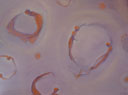 Ina Marlowe: Circles